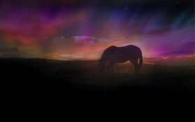 northern lights with a horse graphic